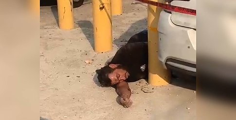 تفاصيل استشهاد منفذ عملية الدهس في أريحا واصابة 5 جنود