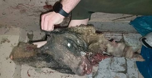 جيش الاحتلال يُصدر بياناً عقب عدوانه على نابلس و"غالنت" يبارك