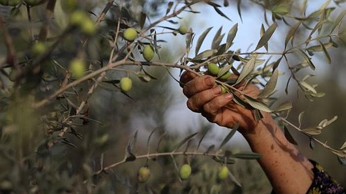 الزراعة تعلن موعد قطف الزيتون بمحافظات الوطن