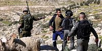 مستوطنون يهاجمون رعاة الأغنام جنوب الخليل