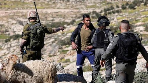 مستوطنون يهاجمون رعاة الأغنام جنوب الخليل