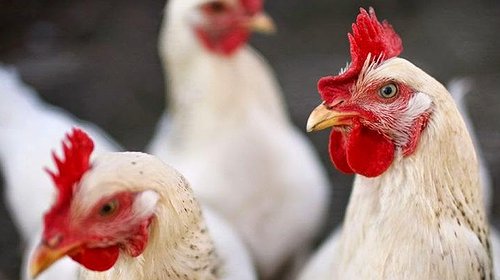نقابة مربي الدواجن بغزة تتوقع خفض سعر الدواجن إلى هذا السعر