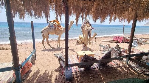 مصر تعتقل إسرائيلياً في سيناء لهذا السبب