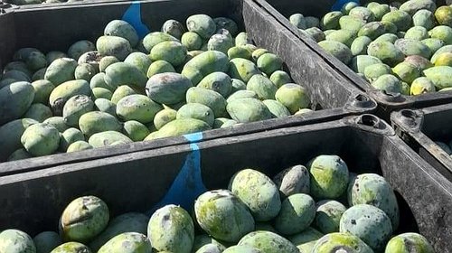 الشرطة تتلف 84 مخالاً من المانجا الفاسدة عبر معبر "كرم أبو سالم"