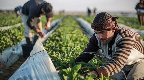 الزراعة بغزة تتحدث عن خسائر بالمليارات خلال الحروب الماضية