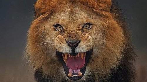 مصرع طفل بعضة أسد جنوبي قطاع غزة والشرطة تكشف السبب
